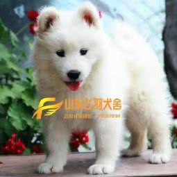 飞羽犬舍:济南市天桥区北园大街附近