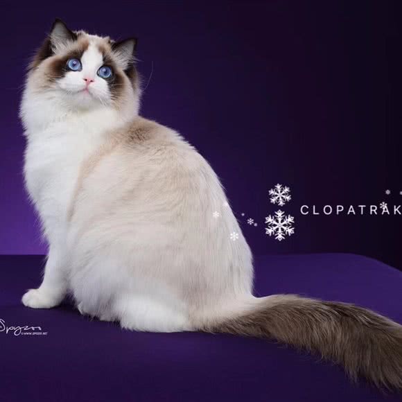 Cleopatrakis布偶猫舍:济南市天桥区北园大街附近