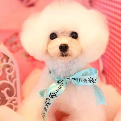 宠佳宠物生活馆:济南市天桥区大明湖附近