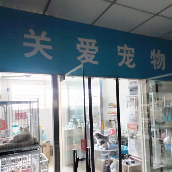 关爱宠物门诊:济南市天桥区大明湖附近