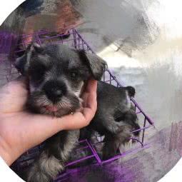 泰迪比熊雪纳瑞宠物专卖店:天津城区河东区上杭路街/河东万达附近