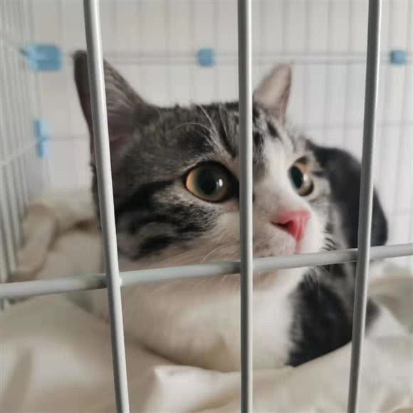 吾皇驾到专业猫咪寄养中心:天津城区河东区上杭路街/河东万达附近