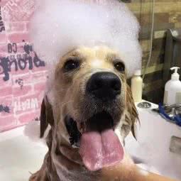 萌宠异族宠物店(淘宝街店):济南市历城区洪家楼附近