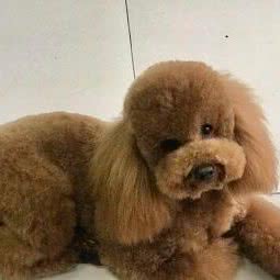 喜猫喜狗:济南市历城区洪家楼附近