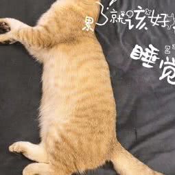 斯派克宠物生活馆:济南市历城区全福立交桥附近