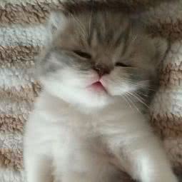 洋气宠物生活馆(南全福店):济南市历城区全福立交桥附近