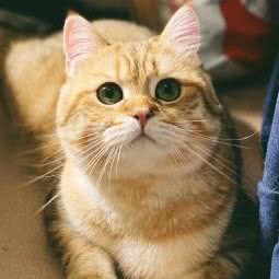 大脸猫:济南市历城区全福立交桥附近