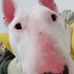 嘻哈萌宠会所:天津城区河东区上杭路街/河东万达附近