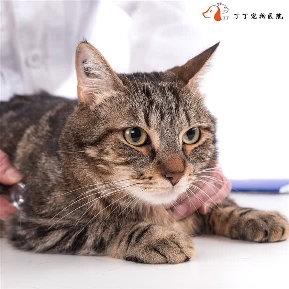 丁丁宠物医院:济南市历城区王舍人/新东站附近