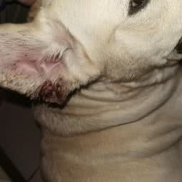 二狗家宠物寄养:济南市历城区南部山区附近