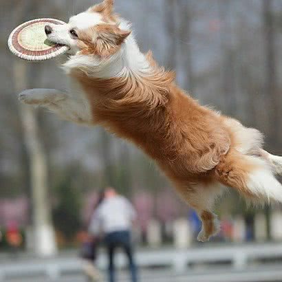 萌宠驿站训犬中心:济南市历城区南部山区附近