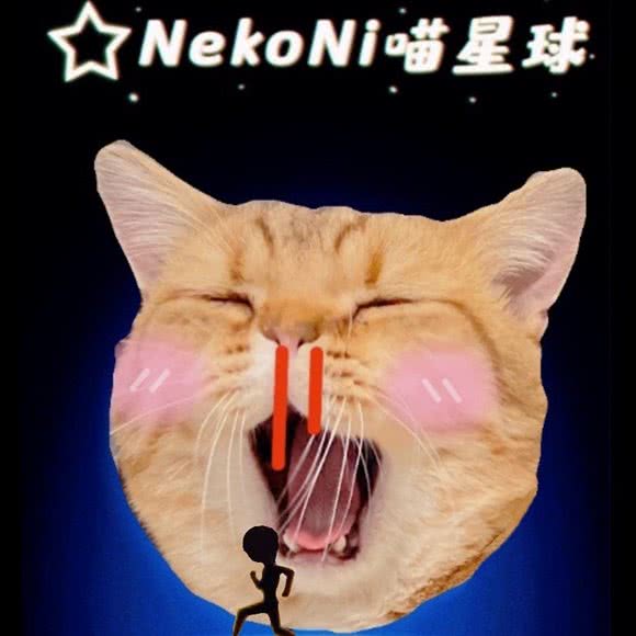 NekoNi喵星球家庭式猫咖·CFA猫舍:济南市历城区山东建筑大学附近