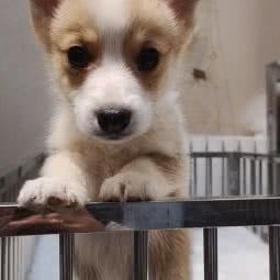 拾同月宠物生活馆:济南市历城区山东建筑大学附近