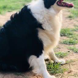 罗马训犬俱乐部:济南市历城区遥墙国际机场附近