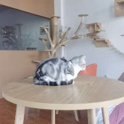 乐宠家宠物生活馆:济南市章丘区双山街道附近