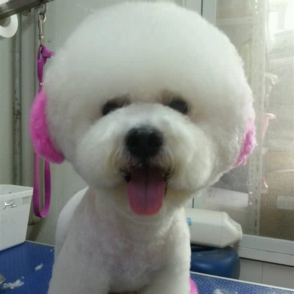 金宠物美容:天津城区河东区中山门附近