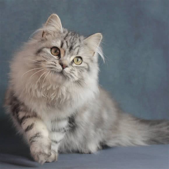 暄亿猫舍·专业猫型宠物店:天津城区河东区中山门附近