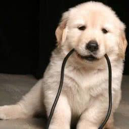 爱宠宠物:济南市钢城区火车站与汽车站附近