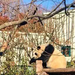 熊猫谷萌宠乐园:青岛市市南区湛山/太平角附近