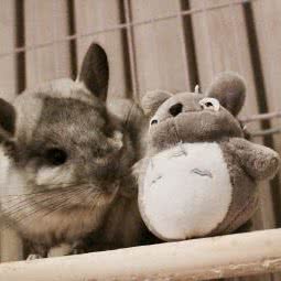 卡哇伊龙猫会馆:青岛市市南区宁夏路大润发附近