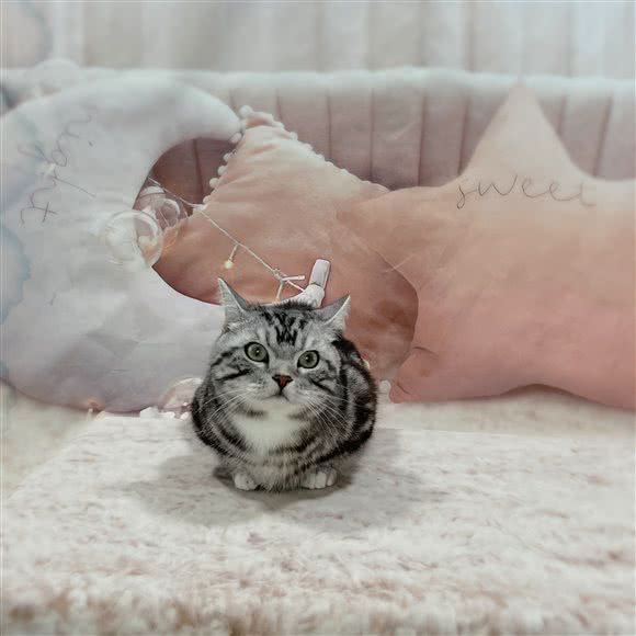 小茶宠物美容店:青岛市市南区香港中路沿线附近