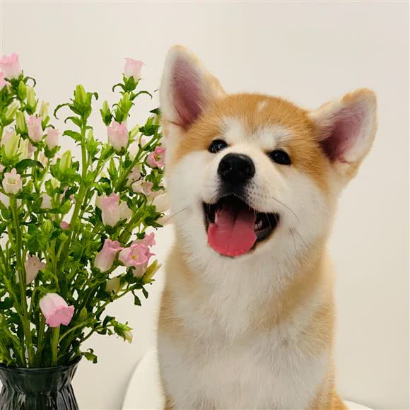 YOOPETS 悠宠管家:青岛市市南区奥帆中心附近