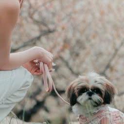 星宠摄影:青岛市市南区百丽广场附近