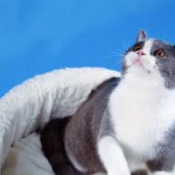 青台宠物生活馆:青岛市市北区台东步行街附近