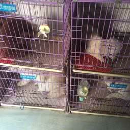 萌宠小屋(丰盛路店):青岛市市北区台东步行街附近