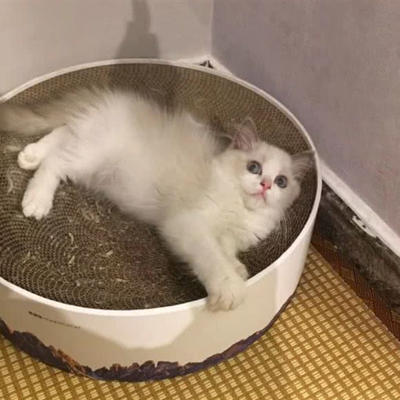 樱花猫舍:青岛市市北区台东步行街附近