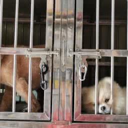 优盟宠物用品连锁店:青岛市市北区台东步行街附近