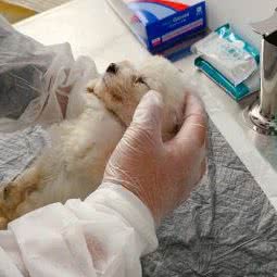 天使驿站宠物殡葬火化:青岛市市北区台东步行街附近