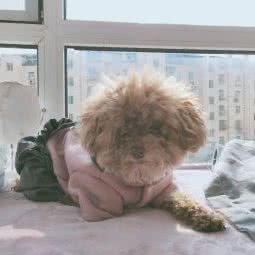 黛瑞宠物会所:青岛市市北区儿童公园/青岛港附近