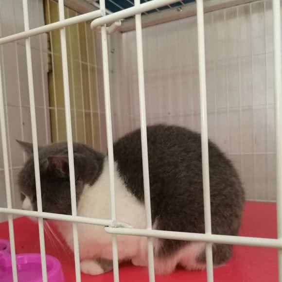 Seesaw萌宠出击宠物店:青岛市市北区海泊桥附近