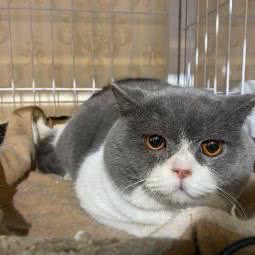 惜宠缘宠物店:青岛市市北区海泊桥附近