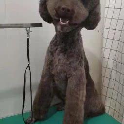 先生宠物:青岛市市北区海泊桥附近