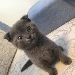 穿靴子的猫萌宠乐园:青岛市市北区海泊桥附近