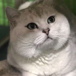 有狗有狗宠物店:青岛市市北区小村庄附近