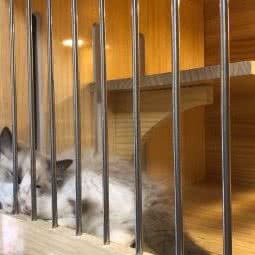 哆咪哆宠物:青岛市市北区浮山后附近