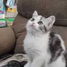 壹品萌宠生活馆:青岛市市北区浮山后附近