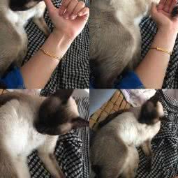 迷你宠物工作室:青岛市市北区海琴广场附近