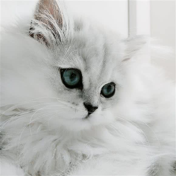 靠谱宠物:青岛市市北区海琴广场附近