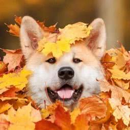 猫管家训犬工作室:青岛市市北区海琴广场附近