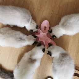 爱丽丝布偶猫舍:青岛市市北区海琴广场附近