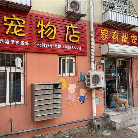 家有靓宠:青岛市市北区海云庵附近