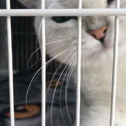 萌宠哆宠物生活馆:青岛市市北区海云庵附近