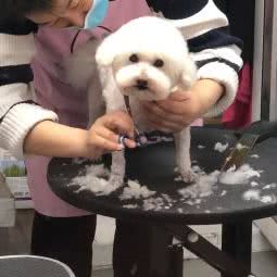 谈宠宠物店:青岛市市北区海云庵附近