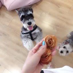 宠伴 ·宠物日常生活乐园:青岛市市北区凯德广场附近