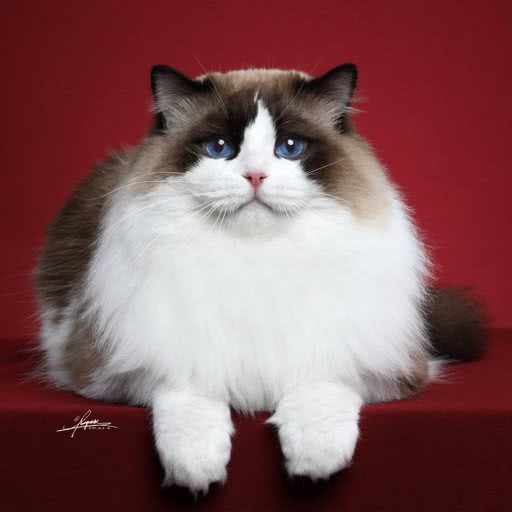 猫时间赛级保健宠物·猫咖撸猫:青岛市市北区凯德广场附近