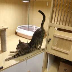 宠音·猫咪寄养:青岛市市北区大港/小港附近